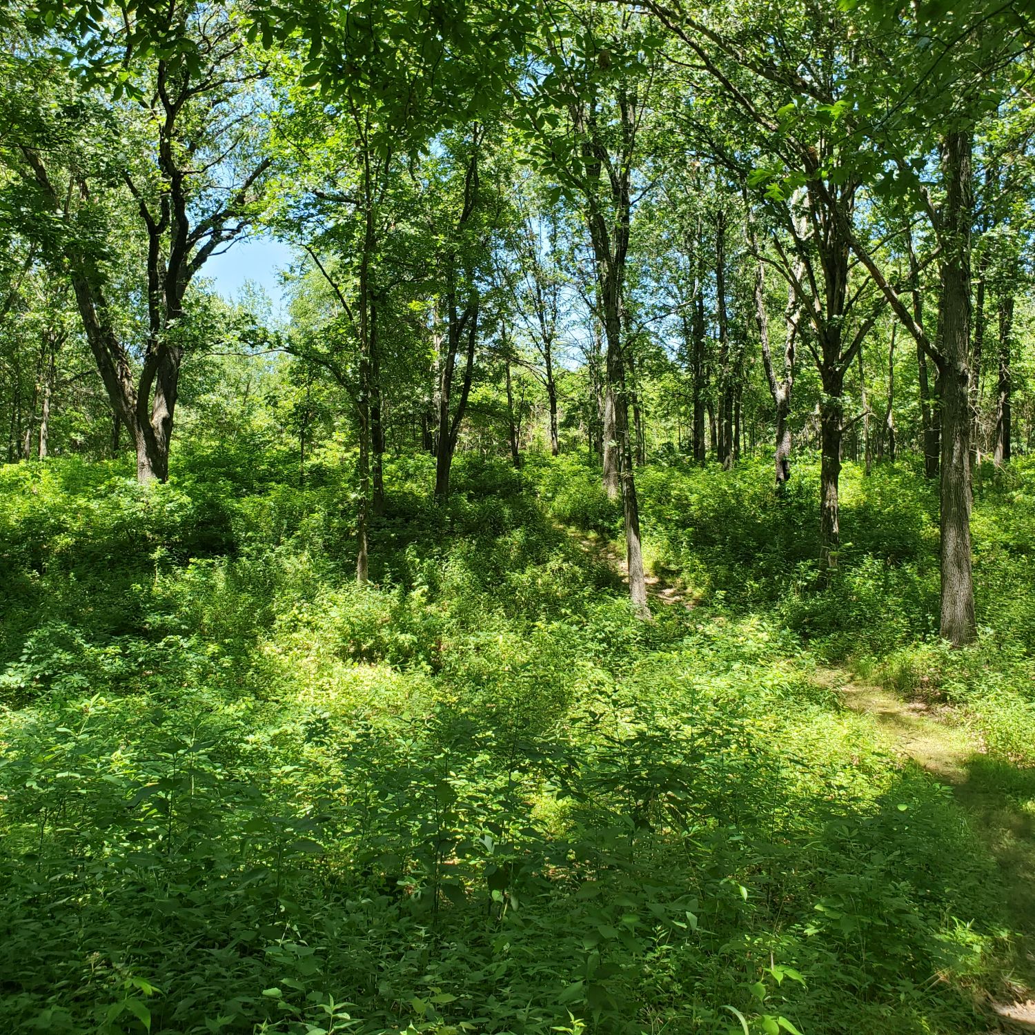 Henry Ellers Shoal Creek Preserve 